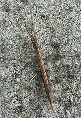 Pachymorpha