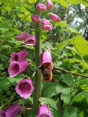 Bombus dahlbomii