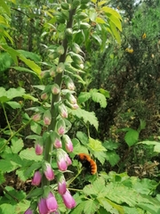 Bombus dahlbomii