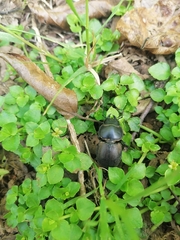 Apterodorcus bacchus