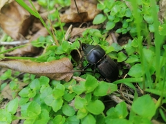 Apterodorcus bacchus