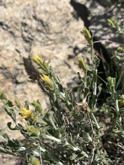 Ericameria discoidea