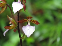 Rhynchostele bictoniensis