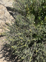 Ericameria discoidea