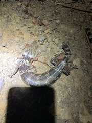 Cyclodomorphus gerrardii