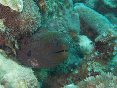 Gymnothorax javanicus