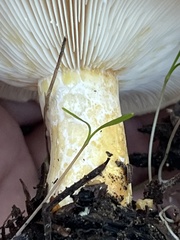 Lactarius scrobiculatus