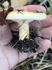 Lactarius scrobiculatus