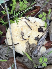 Lactarius scrobiculatus