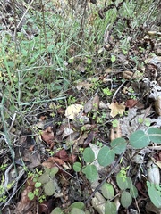 Lactarius scrobiculatus