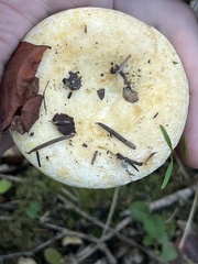 Lactarius scrobiculatus
