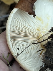 Lactarius scrobiculatus