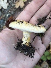 Lactarius scrobiculatus
