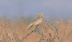 Sturnella magna lilianae