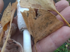 Bartheletia paradoxa