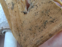 Bartheletia paradoxa