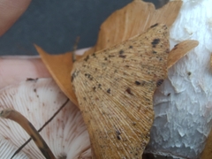 Bartheletia paradoxa