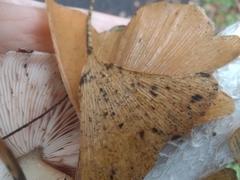 Bartheletia paradoxa