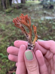 Clavulinopsis corniculata