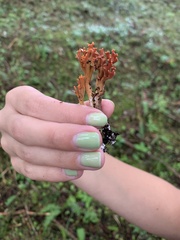 Clavulinopsis corniculata