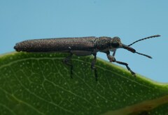 Rhinotia