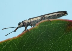 Rhinotia