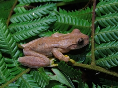 Ptychohyla hypomykter