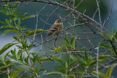 Empidonax fulvifrons