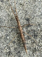 Pachymorpha