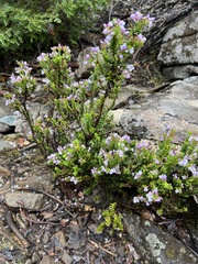 Veronica formosa