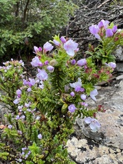 Veronica formosa