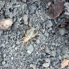 Ceuthophilus californianus