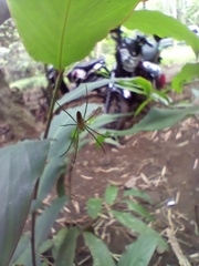 Leucauge celebesiana