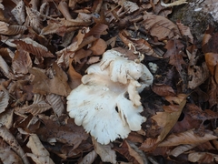 Pleurotus levis
