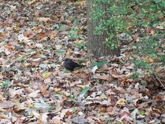 Turdus merula
