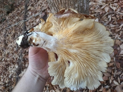 Pleurotus levis