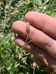 Bistorta bistortoides