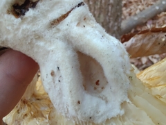 Pleurotus levis