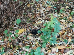 Turdus merula