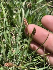 Bistorta bistortoides