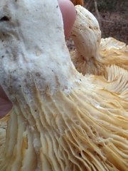 Pleurotus levis