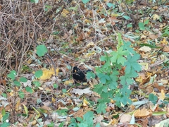 Turdus merula