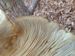 Pleurotus levis