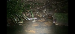Hydromys chrysogaster