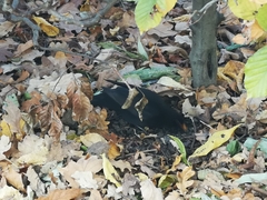 Turdus merula