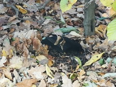 Turdus merula
