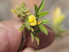 Stylosanthes