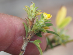 Stylosanthes