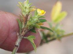 Stylosanthes