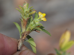 Stylosanthes
